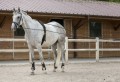 RW Leather/Rope Driving Reins